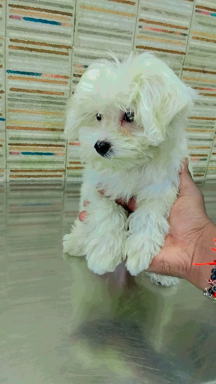 Pet Care